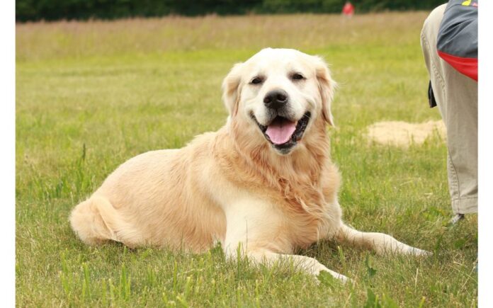 500 Top & Most Popular Golden Retriever Names for Male & Female Dogs