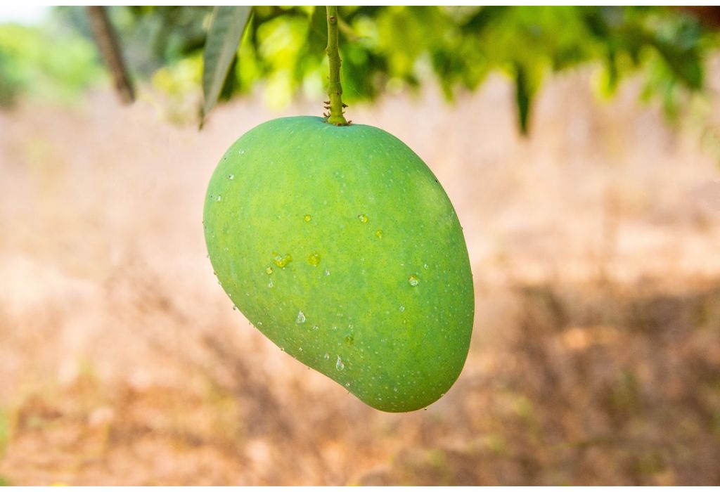 what-is-the-scientific-name-of-mango-finderwheel